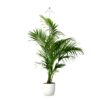 Parus by Venso SUNLiTE XL LED Vollspektrum Pflanzenlampe Weiß 25W Indoor Plants Pflanzen Beleuchtung