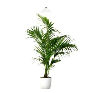 Parus by Venso SUNLiTE XL LED Vollspektrum Pflanzenlampe Weiß 25W Indoor Plants Pflanzen Beleuchtung